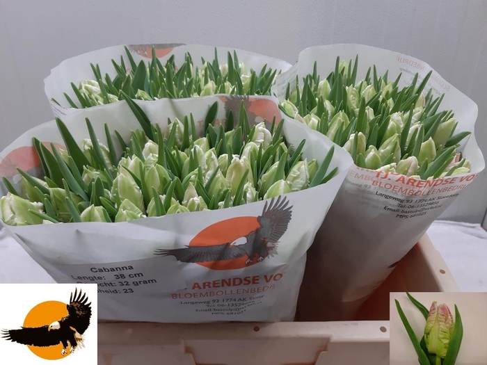 <h4>TU PA CABANNA</h4>