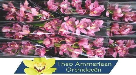 <h4>Ruby Rose 60 x10</h4>