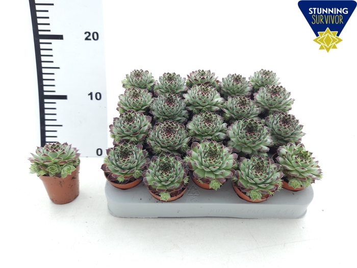 <h4>SEMP TECTORUM</h4>