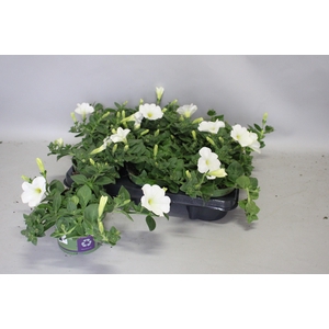 Petunia Sanguna White