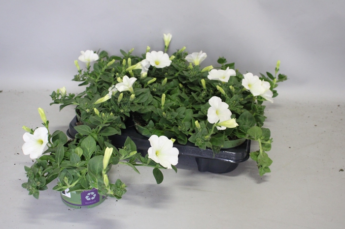<h4>Petunia Sanguna White</h4>