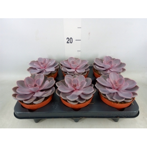 Echeveria  'Purple Pearl'