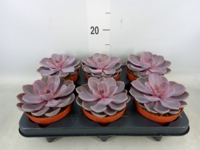 <h4>Echeveria  'Purple Pearl'</h4>
