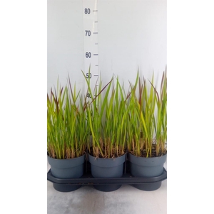 Imperata cylindrica 'Red Baron'
