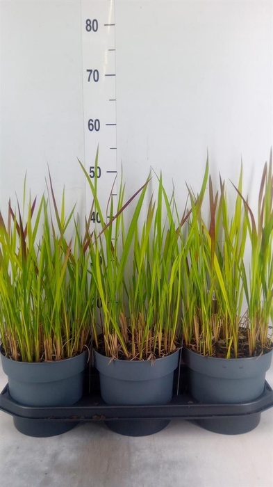 <h4>Imperata cylindrica 'Red Baron'</h4>