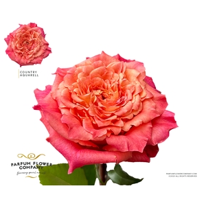 Rosa Garden Country Aquarell