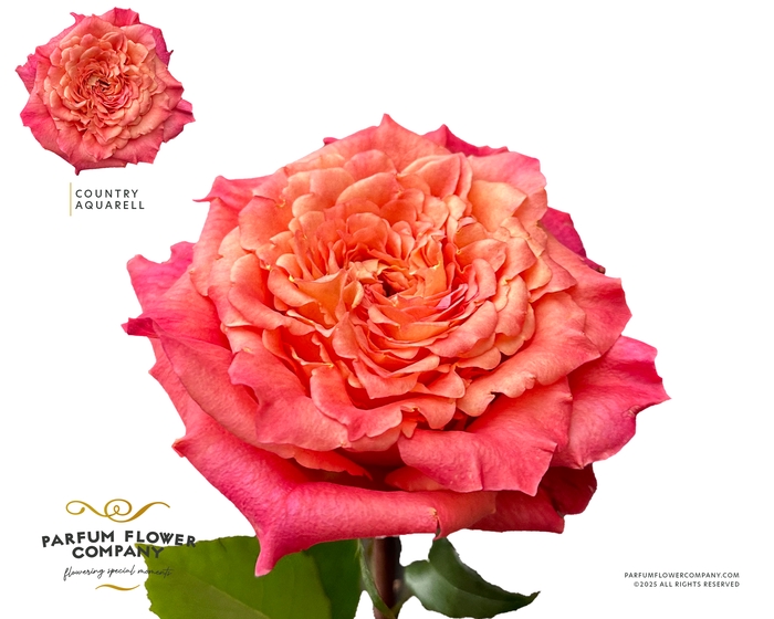 <h4>Rosa Garden Country Aquarell</h4>
