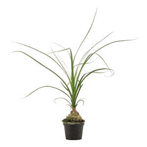 Beaucarnea bol 6 cm (1 kop)