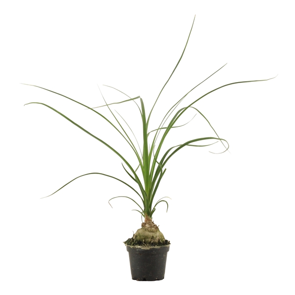 <h4>Beaucarnea bol 6 cm (1 kop)</h4>