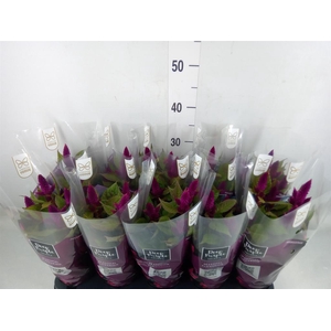 Celosia spic. 'Deep Purple'