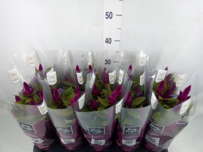 <h4>Celosia spic. 'Deep Purple'</h4>