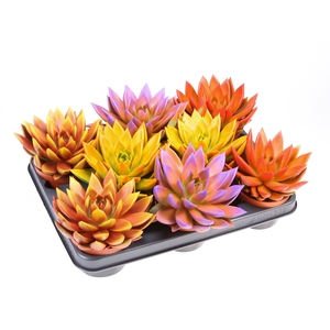 Echeveria  'Miranda'