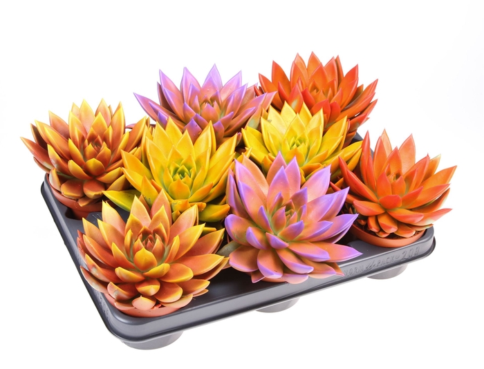 <h4>Echeveria  'Miranda'</h4>