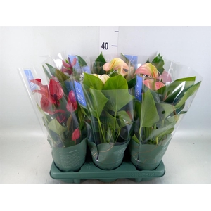 Anthurium   ...mix