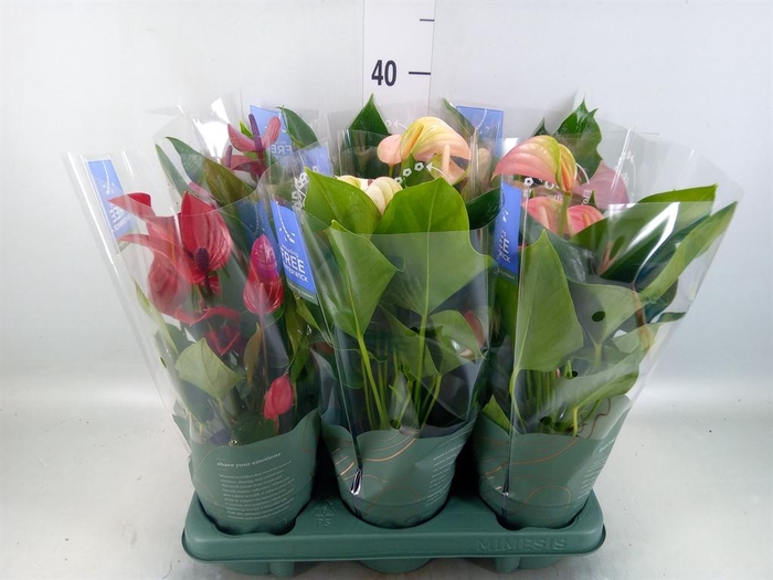 <h4>Anthurium   ...mix</h4>