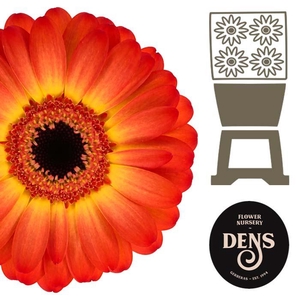 Germini Flamazing Diamond