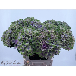 Hydrangea mag amethyst
