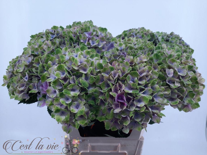 <h4>Hydrangea mag amethyst</h4>