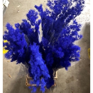 Dried Asparagus Blue