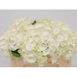 Hydr M Ch Whi Verena