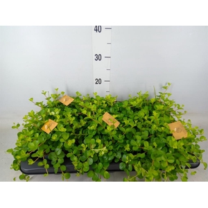 Peperomia rotundifolia