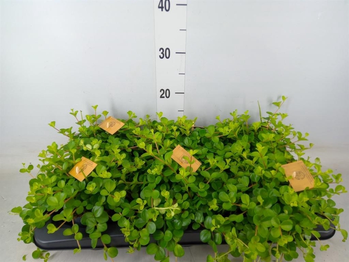 <h4>Peperomia rotundifolia</h4>
