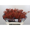Rozenbottel Autumn Rosefruits