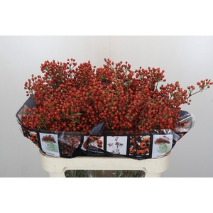 Rozenbottel Autumn Rosefruits