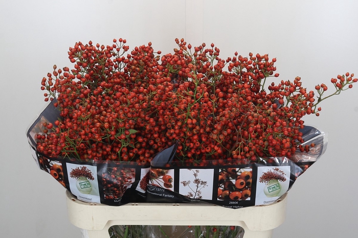 <h4>Rozenbottel Autumn Rosefruits</h4>