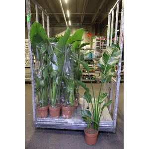 arr8 Strelitzia Nicolai