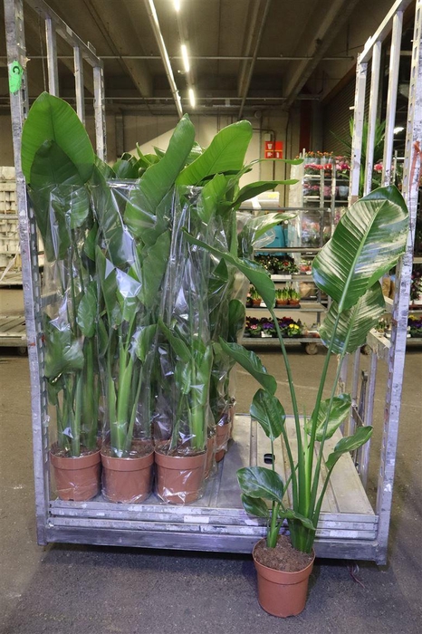 <h4>arr8 Strelitzia Nicolai</h4>