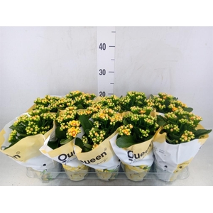 Kalanchoe  'MoreFlow Lausanne'