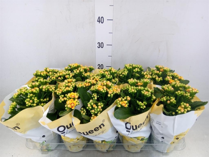 <h4>Kalanchoe  'MoreFlow Lausanne'</h4>