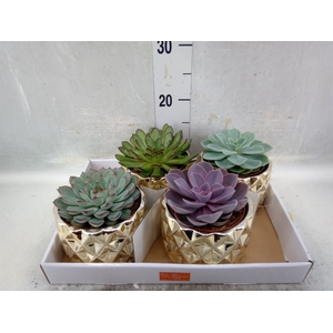 Echeveria   ...mix