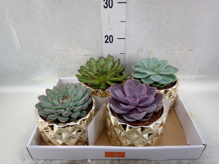 <h4>Echeveria   ...mix</h4>