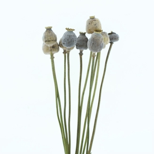 Dried Papaver Big Heads X L