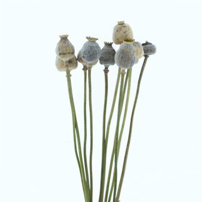 <h4>Dried Papaver Big Heads X L</h4>