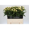 Paeonia Duchesse De Nemours