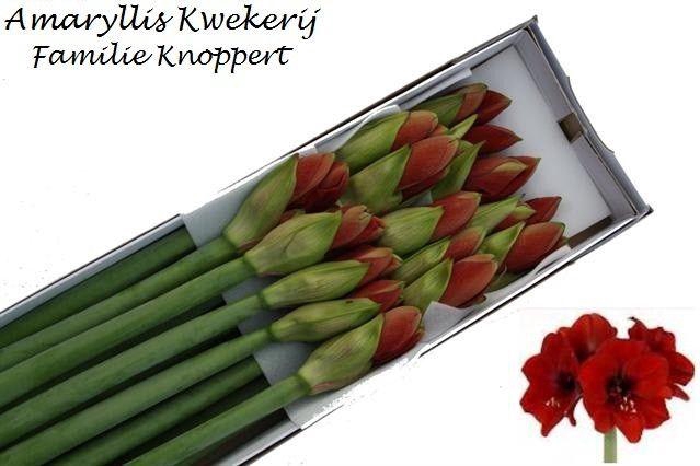 <h4>HIPP GA FERRARI</h4>