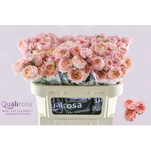 R Tr Julietta -in box