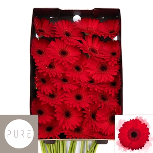 Gerbera Blinddate Doos