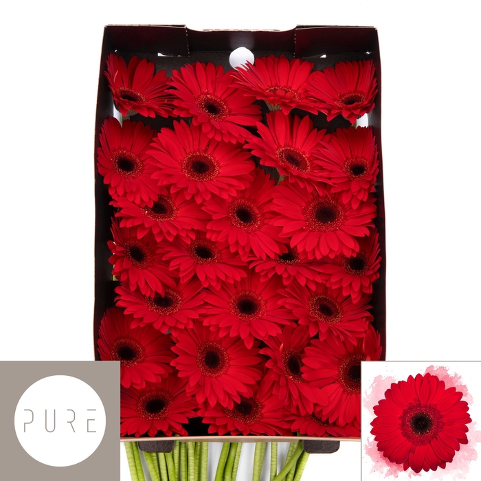 <h4>Gerbera Blinddate Doos</h4>