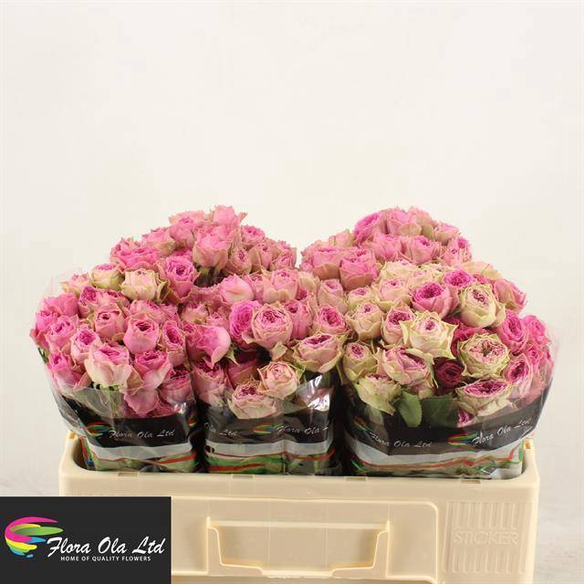 <h4>R TR PINK BIJOUX</h4>
