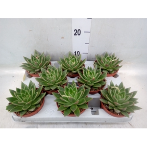 Echeveria agavoides