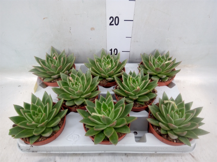 <h4>Echeveria agavoides</h4>