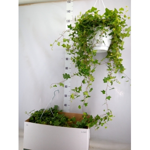 Hedera helix 'Pittsburgh'