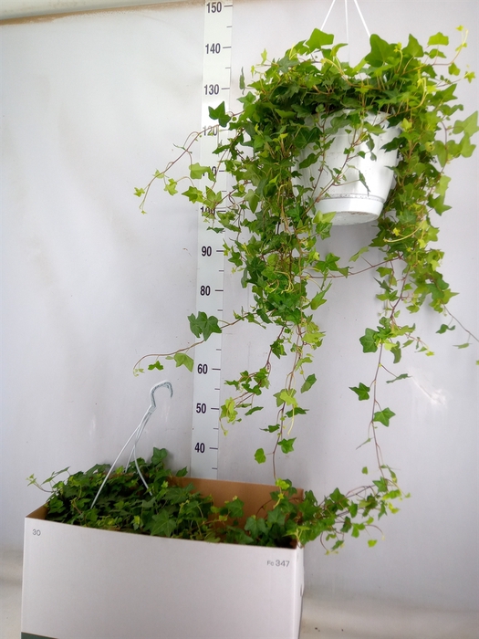 <h4>Hedera helix 'Pittsburgh'</h4>