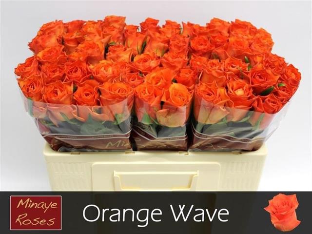 <h4>R GR ORANGE WAVE</h4>