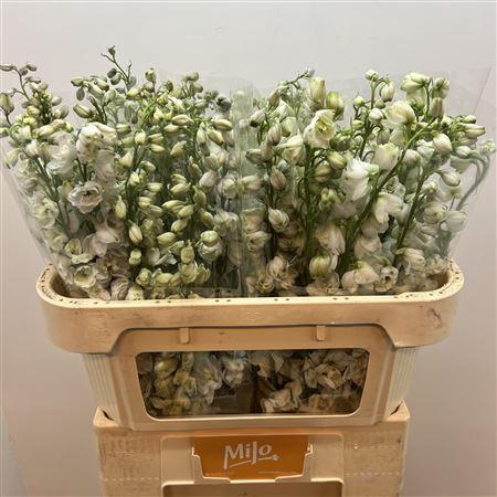 <h4>Delph Du Guard White</h4>