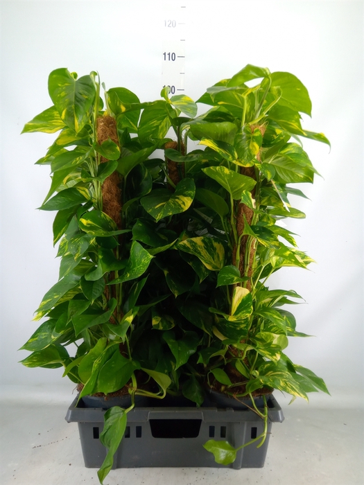 <h4>Epipremnum pinn.   ...moss stick</h4>